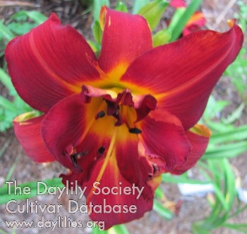 Daylily Decatur Double Dragon